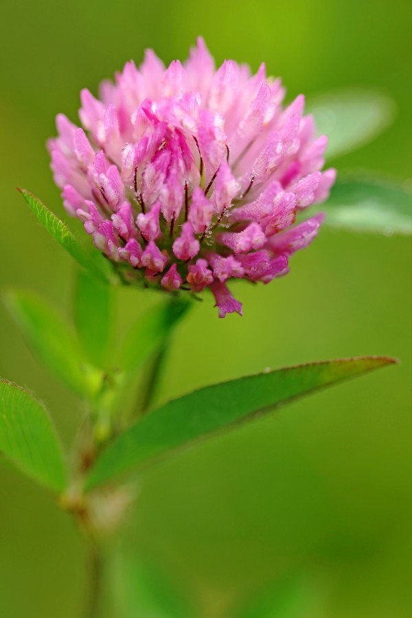 Red Clover by Deb Oppermann